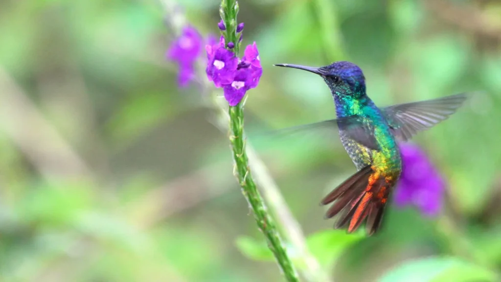 Școala Medicina Vieții - medicina energetică a Păstrătorilor Pământului din Anzii înalți (Peru) cu Valentin Neață